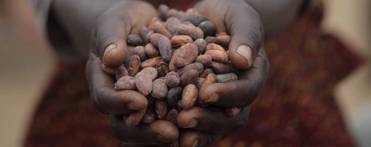 SUSTAIN-COCOA project illustration